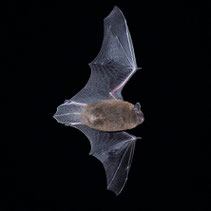 Zwergfledermaus Foto: Christian Stepf / naturgucker