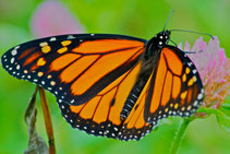 A Monarch Butterfly, the Adult stage of complex metamorphosis.