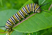 A Monarch caterpillar, the Larva stage of complex metamorphosis.