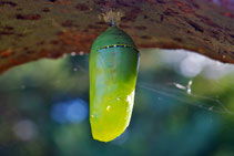 A Monarch chrysalis, the Pupa stage of complex metamorphosis.