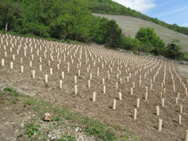 1000 pieds plantés