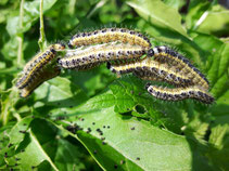 Buchsbaumzünsler (Glyphodes perspectalis) 