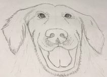 Gezeichneter Labrador © tb