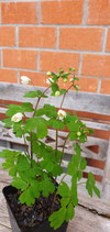 Isopyrum thalictroides / Muschelblümchen
