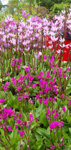 Dodecatheon x media (Großblumige Götterblume)