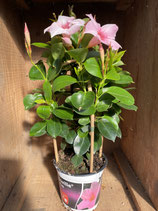 Dipladenie / Mandevilla Säule 14cm Topf  Höhe 50cm rosa