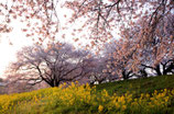 商品名加治川の桜写真はがきセット