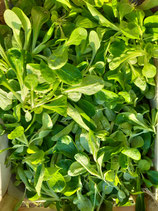 Mâche (250g)