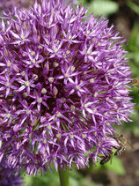 Allium Giganteum 18/20+