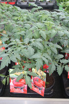 tomaten plantje