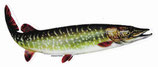 Pescars Sticker mit Fisch-Motiv - Autoaufkleber Hecht / Pike 22cm / ST8