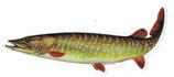 Pescars Sticker mit Fisch-Motiv - Autoaufkleber Hecht / Pike 15cm / ST9