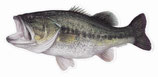 Pescars Sticker mit Fisch-Motiv - Autoaufkleber Black-Bass / Barsch 24cm / ST21