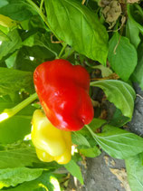 Paprika Albaregia