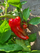 Paprika Ajvarski