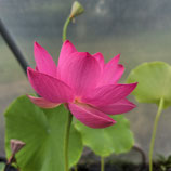 Nelumbo Betsy