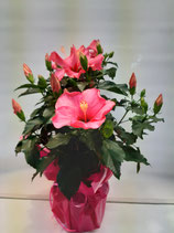 HIBISCUS