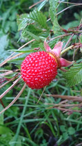 Rubus illecebrosus - Framboisier-fraise AB