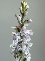 Dactylorhiza  ericetorum