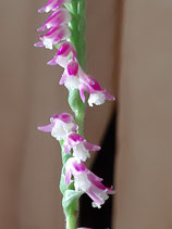 Spiranthes sinensis / Chinesischer Drehwurz BF