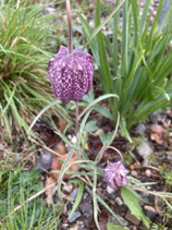 Fritillaria meleagris / Kiebitzei (Schachbrettblume)