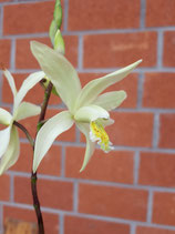 Bletilla ochracea / Japanorchidee