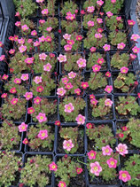 Saxifraga Kabschiatypen / Vorfrühling Saxifraga Kabschiatypen – Blühende Juwelen für Stein und Alpengärten