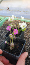 Leberblümchen