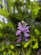 Dactylorhiza ruthei x Dactylorhiza podesta BF