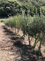 数量限定100本販売　小豆島産オリーブ　植栽に最適