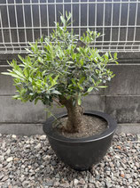 樹齢44年｜WABI OLIVE「刻を刻む」シリーズ｜古木44年｜市場流通しないレベルの個体
