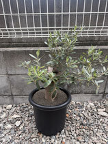 樹齢36年｜WABI OLIVE「刻を刻む」シリーズ｜古木36年｜市場流通しないレベルの個体