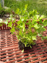 plants potagers, fruits et jus de notre ferme