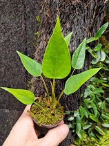 Anthurium andreanum mini