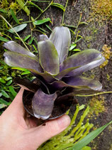 Neoregelia Dark purple