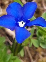 les fleurs des Alpes