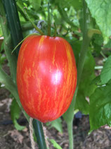 Striped Roman Tomato