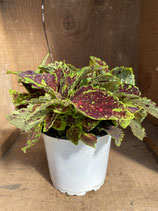 Coleus  rotgrün tupfen