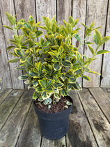 Euonymus japonicus 'Marieke' Höhe 20/25cm