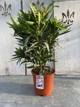 Oleander Busch rosa Höhe ca. 70cm