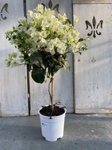 Bougainvillea Hochstamm weiß