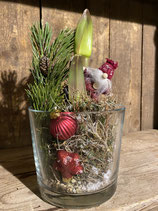 Amaryllis im Glas mit Nikolaus