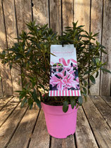 Rhododendron obtusum 'Pink Spider' Topfdurchmesser 21cm reine Pflanzenhöhe Höhe ca. 37cm