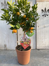 Calamondin Hochstamm Höhe ca. 75cm
