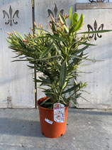 Oleander Busch creme Höhe ca. 70cm