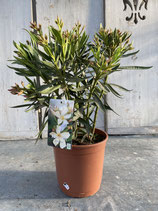 Oleander Busch creme Höhe ca. 55cm