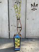 Gelbe Stachelbeere reine Pflanzenhöhe ca. 40cm