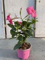 Dipladenie / Mandevilla  Topf  10,5cm pink