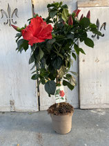 Hibiskus Hochstamm rot