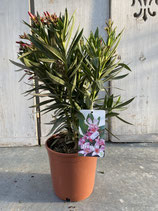 Oleander Busch rosa Höhe ca. 55cm